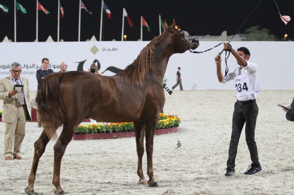 IMG_6355قطر ٢٠١٥