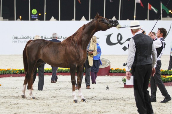 IMG_6366قطر ٢٠١٥