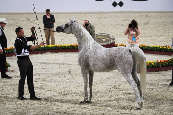 IMG_6380قطر ٢٠١٥