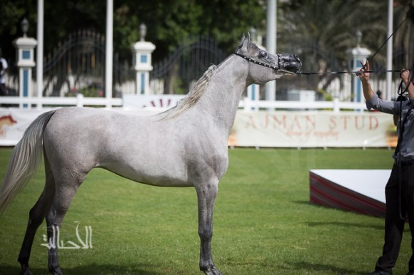 SSS_6017ابوظبي ٢٠١٥