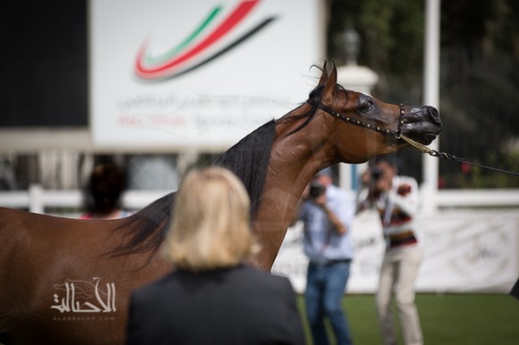 SSS_6025ابوظبي ٢٠١٥