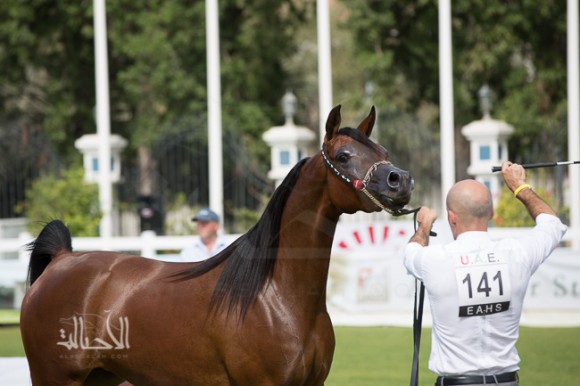 SSS_6037ابوظبي ٢٠١٥