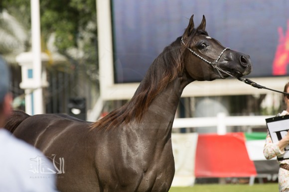 SSS_6040ابوظبي ٢٠١٥