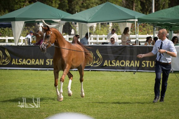 SSS_6060ابوظبي ٢٠١٥