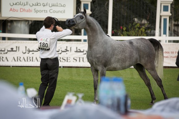 SSS_6078ابوظبي ٢٠١٥