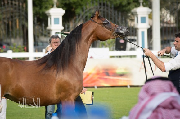 SSS_6079ابوظبي ٢٠١٥