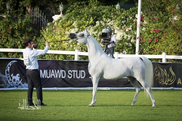 SSS_6094ابوظبي ٢٠١٥