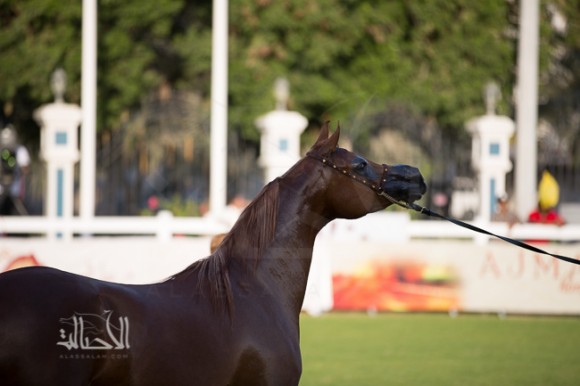 SSS_6098ابوظبي ٢٠١٥