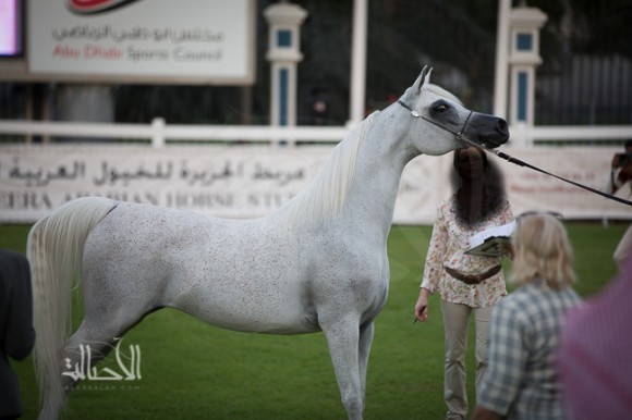 SSS_6104ابوظبي ٢٠١٥