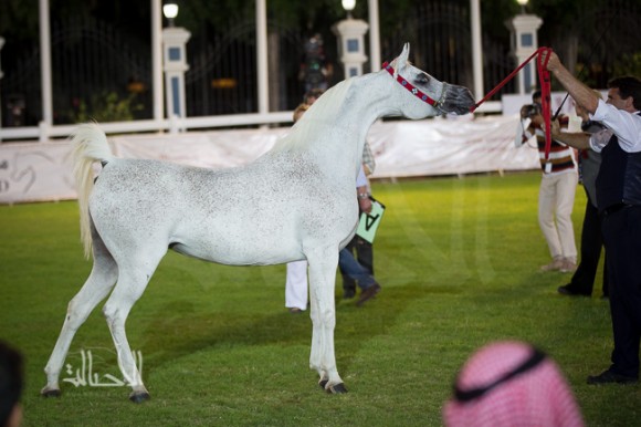 SSS_6129ابوظبي ٢٠١٥