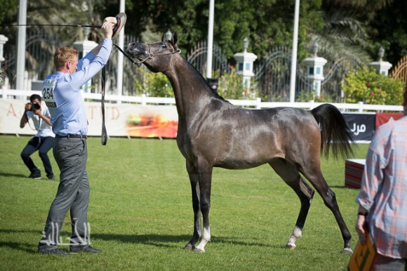 SSS_6135ابوظبي ٢٠١٥