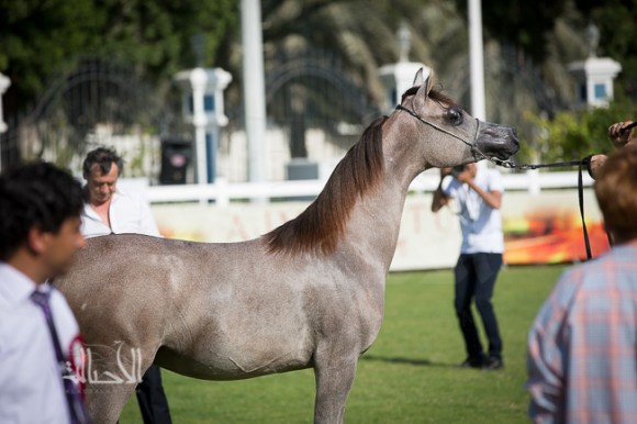 SSS_6158ابوظبي ٢٠١٥