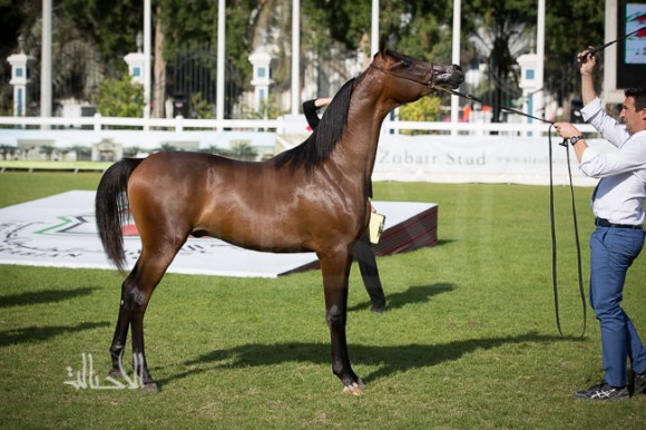 SSS_6163ابوظبي ٢٠١٥