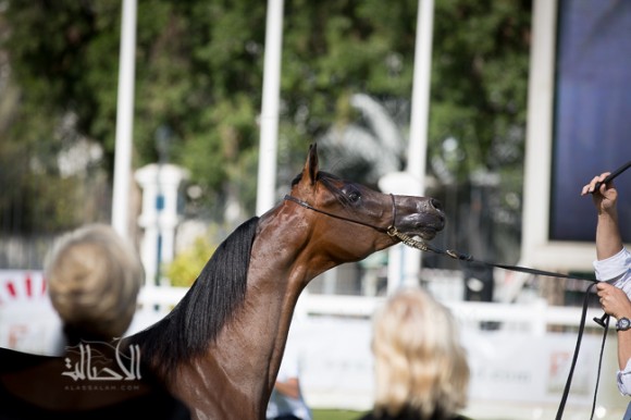 SSS_6165ابوظبي ٢٠١٥