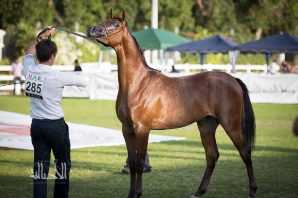 SSS_6207ابوظبي ٢٠١٥