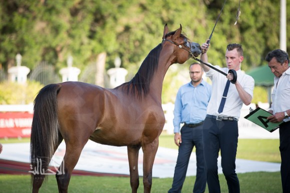 SSS_6208ابوظبي ٢٠١٥