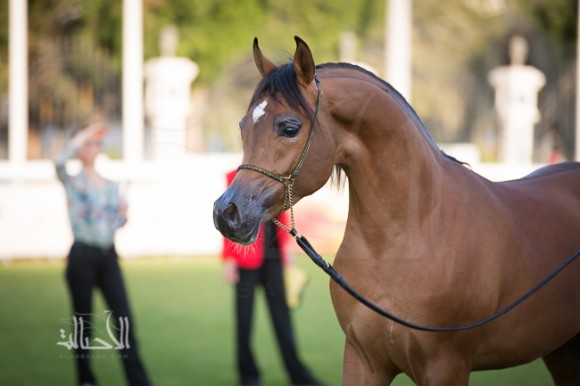 SSS_6218ابوظبي ٢٠١٥