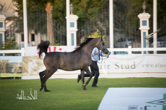 SSS_6221ابوظبي ٢٠١٥