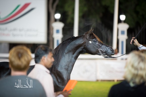 SSS_6276ابوظبي ٢٠١٥