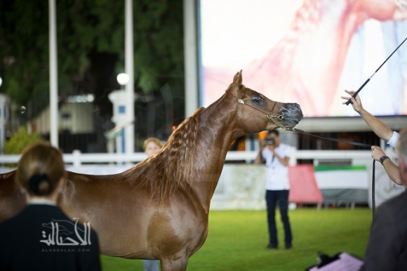 SSS_6281ابوظبي ٢٠١٥