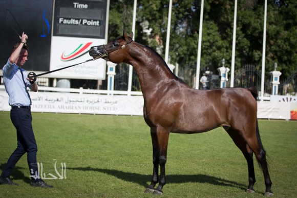 SSS_6325ابوظبي ٢٠١٥