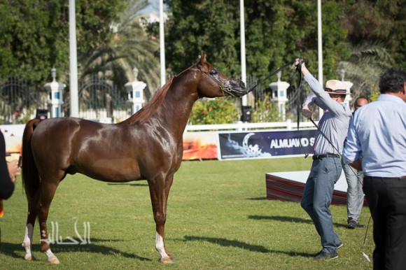 SSS_6327ابوظبي ٢٠١٥