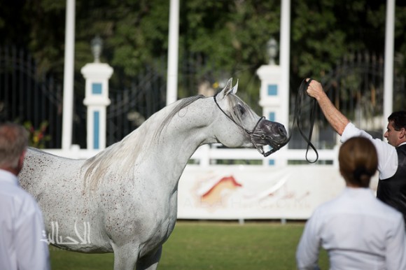 اجا جستفايد لمربط عجمان