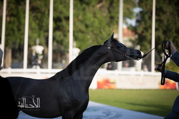 SSS_6364ابوظبي ٢٠١٥