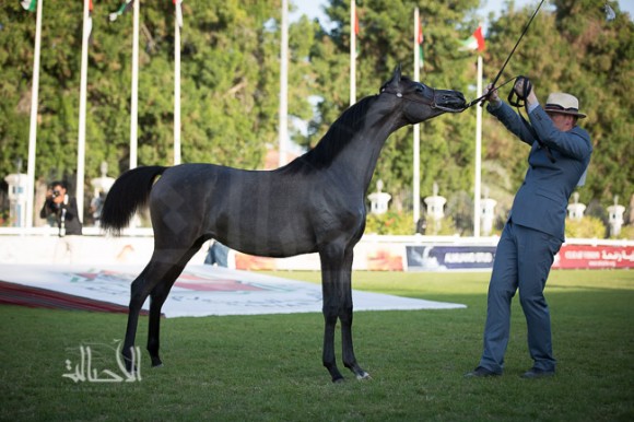 آيات المعود