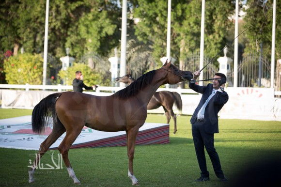 SSS_6369ابوظبي ٢٠١٥