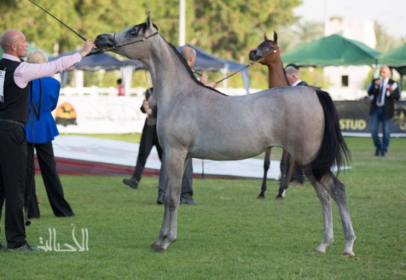 SSS_6375ابوظبي ٢٠١٥