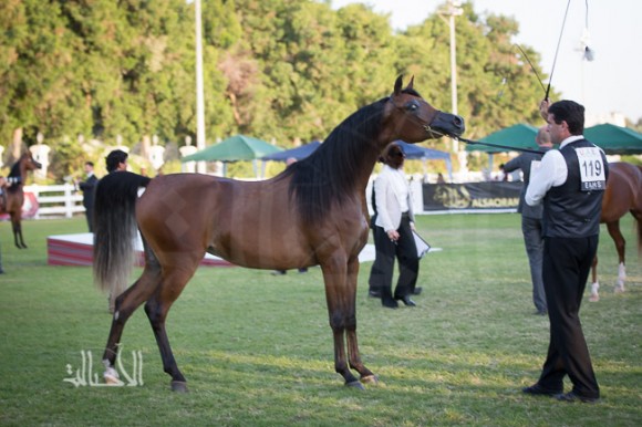 ع ج سواري لمربط عجمان