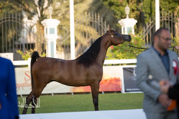 SSS_6424ابوظبي ٢٠١٥