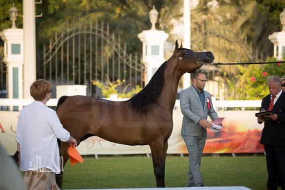  نجدية الزبير لمربط الزبير