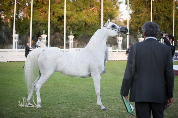 SSS_6462ابوظبي ٢٠١٥