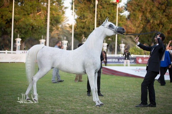 سلوى الزبير لمربط الزبير