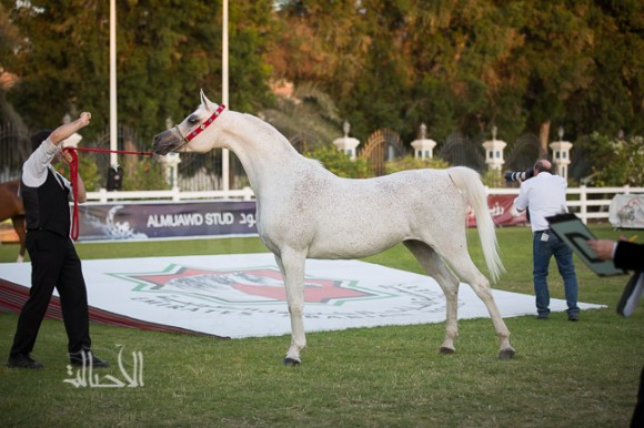  بناريا باي بلوان لمربط عجمان