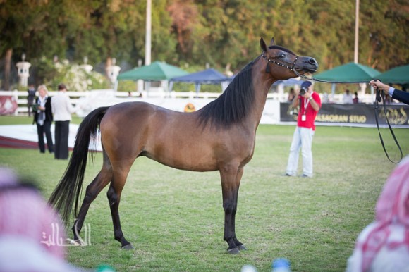 غنادير الزبير لمربط الزبير
