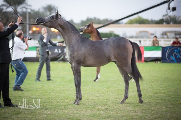  رعود البداير لمربط البداير