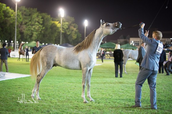 دي هاجس لمربط الرياض