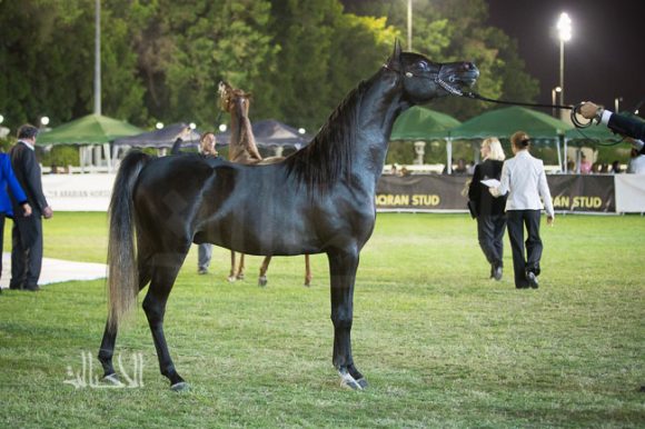  اس كيو كويتي لمربط الصقران