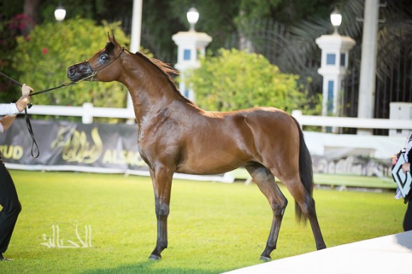  لورد الشاوان للسيد عبدالله النعيمي