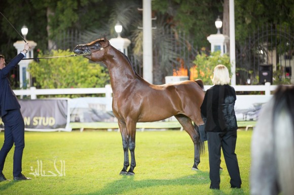 SSS_6594ابوظبي ٢٠١٥