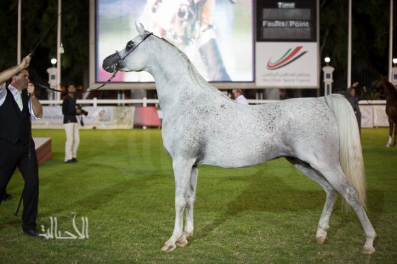 اجا جستفايد لمربط عجمان
