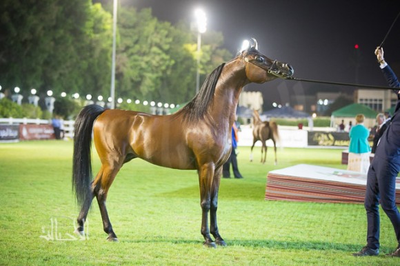 شهاب الهواجر لمربط الهواجر