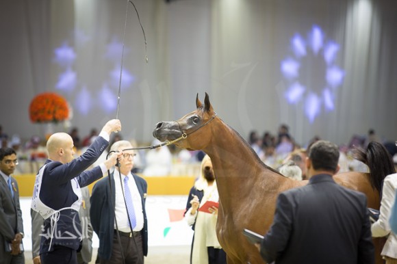 SSS_6692دبي dubai ٢٠١٥