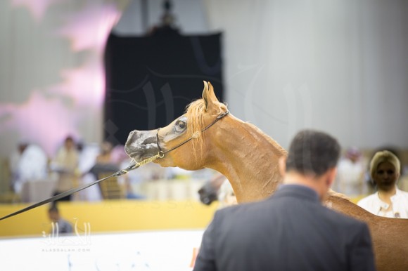 SSS_6698دبي dubai ٢٠١٥