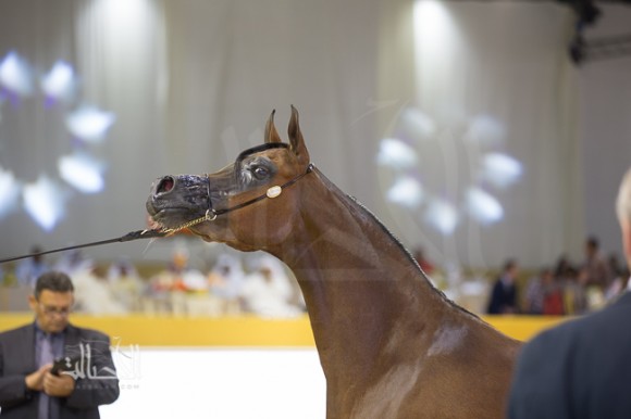 SSS_6699دبي dubai ٢٠١٥