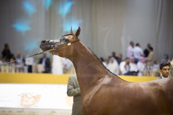 SSS_6701دبي dubai ٢٠١٥