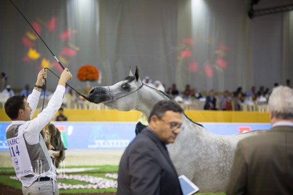 SSS_6705دبي dubai ٢٠١٥